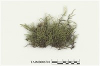 藏品(扭葉松羅苔)的圖片